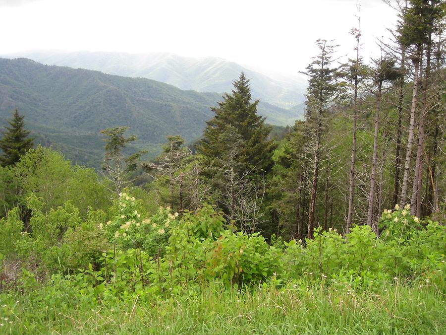 Great Smoky Mountains