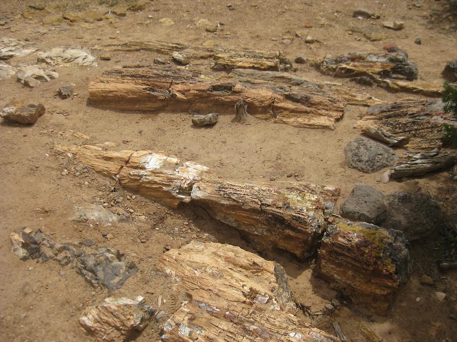 Escalante Petrified Forest State Park