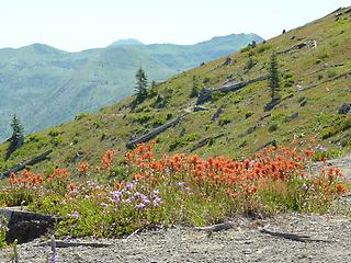 Mt. St. Helens