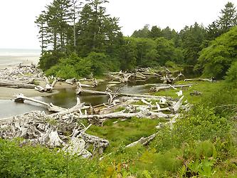 Strand Olympic Peninsula