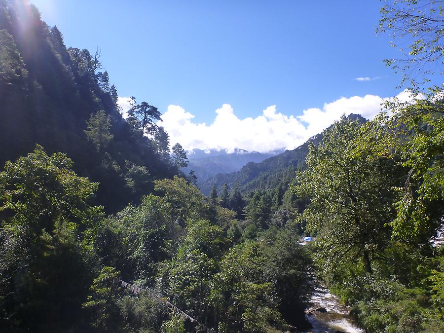 Greenery in high altitudes