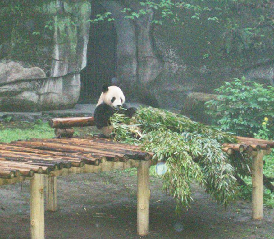 Panda (1)