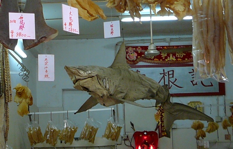 dried shark hanging from the ceiling