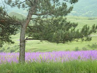 Flowers and Plants