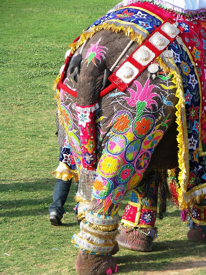 Elephant Festival