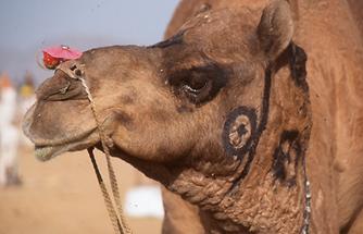 Decorated Camel (1)