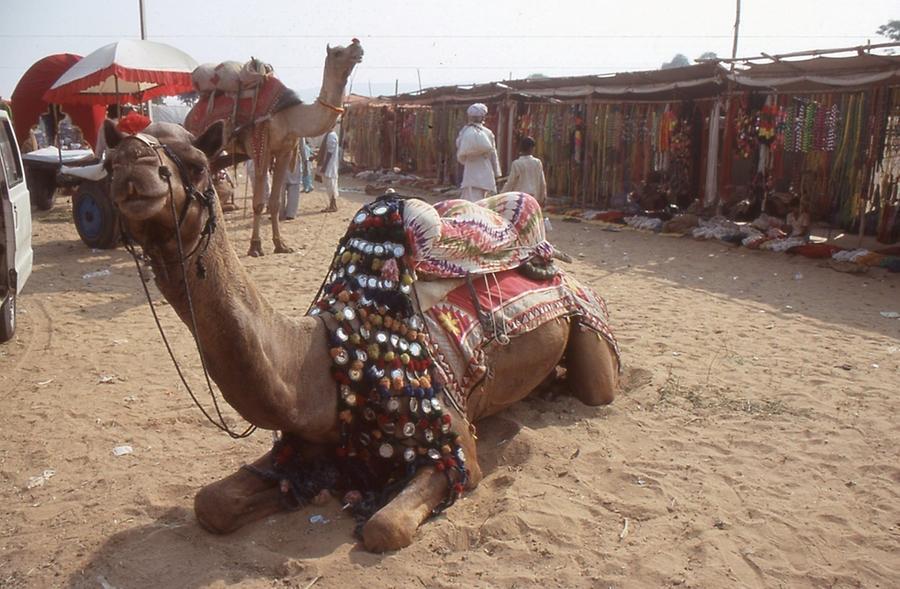 Decorated Camel