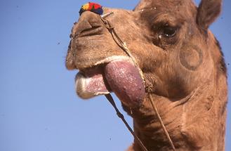 Decorated Camel (3)