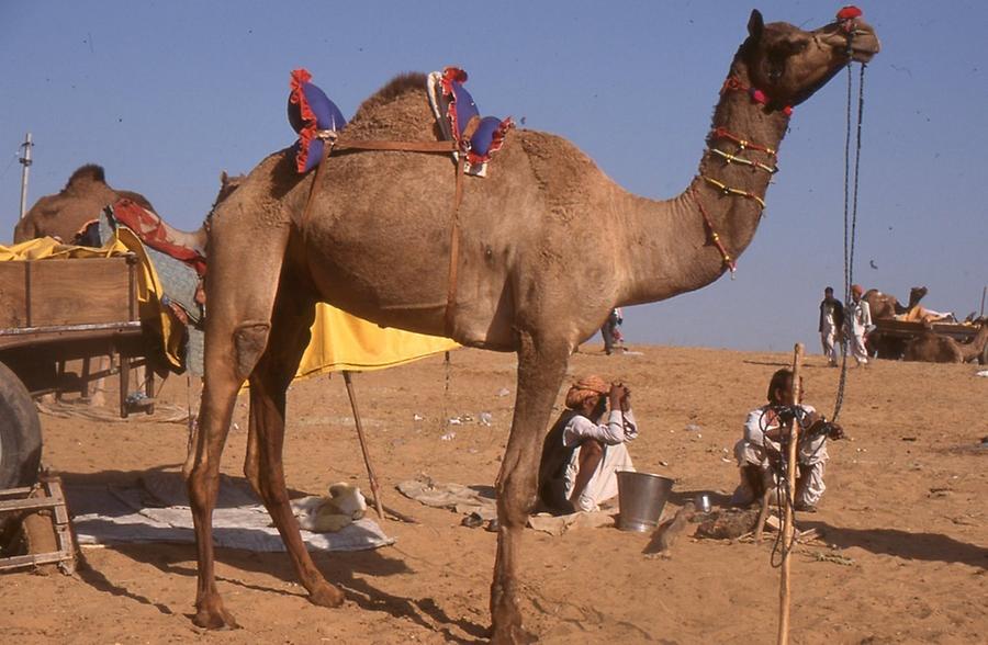 Decorated Camel