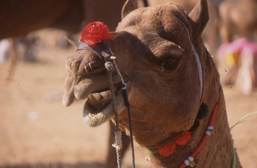 Decorated Camel