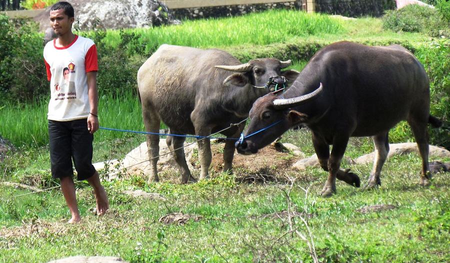Walking Young Water Buffaloes on a Lead