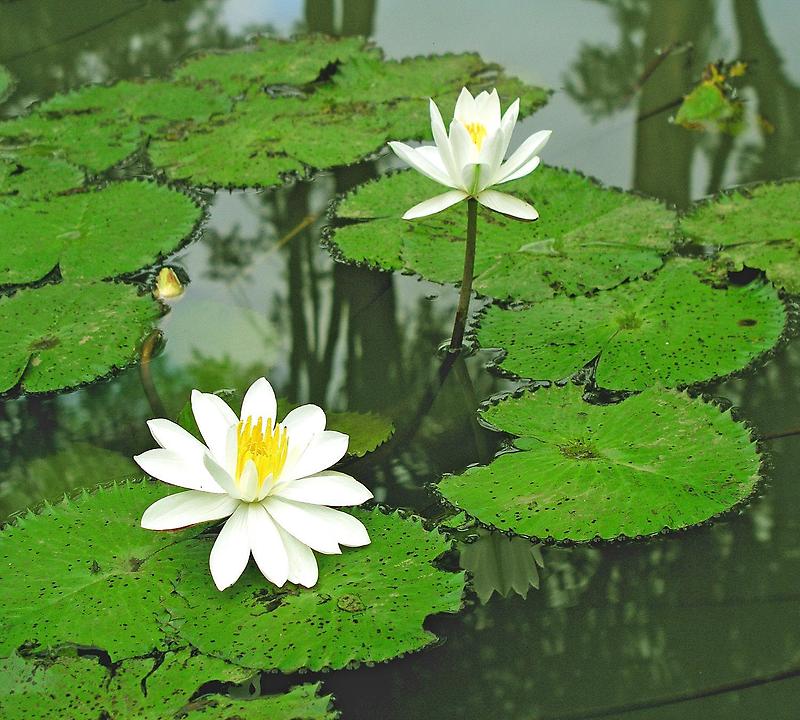 Lotus blossoms