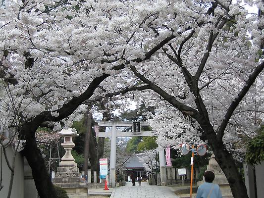 Cherryblossoms