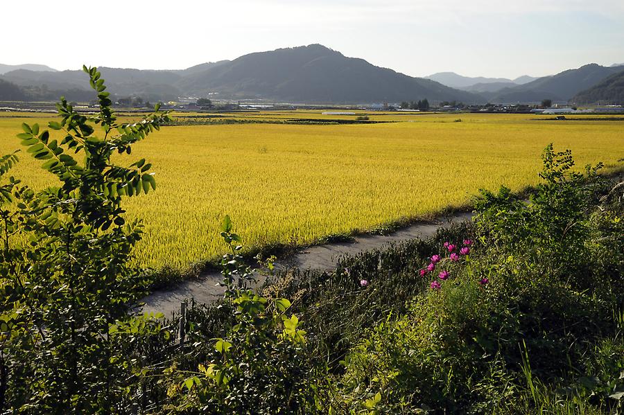 Rice fields