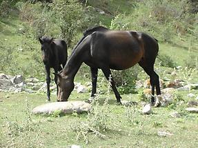 Mare and foal