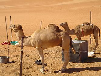 From Muscat into the desert