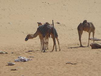 From Muscat into the desert