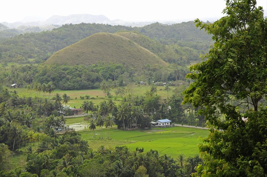 Chocolate Hills