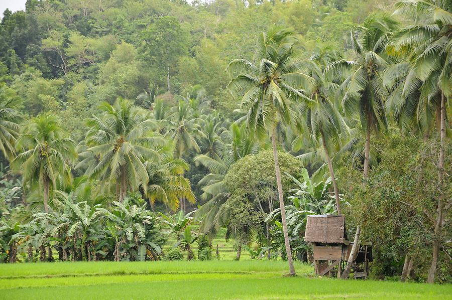 Rice fields near Batuan