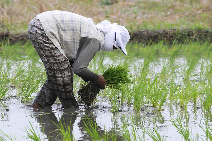 Rice farmer