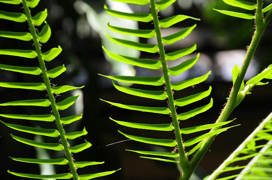 Fern Hidden Valley