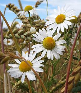 chamomile, Foto source: PixaBay 