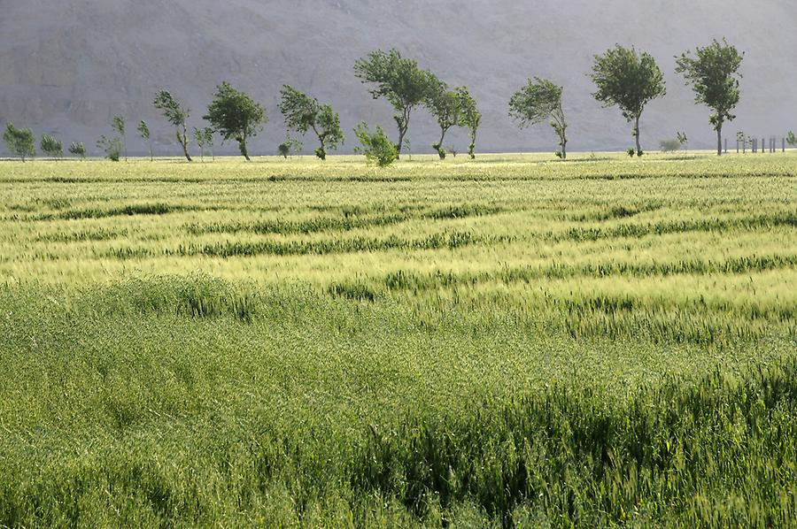 Landscape near Deir az Zur