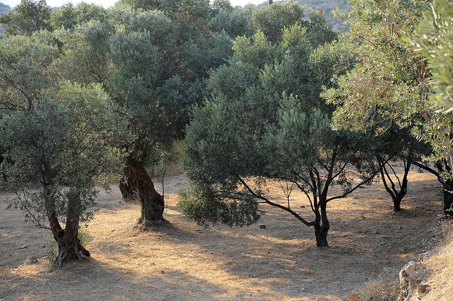 Olive tree