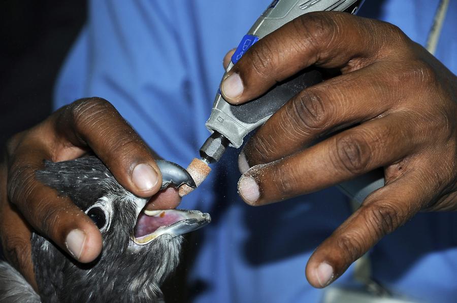 Falcon Talon and Beak Care