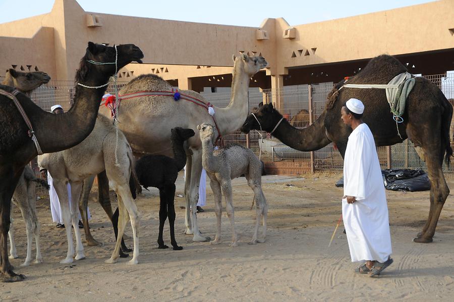 Camel Market Al Ain