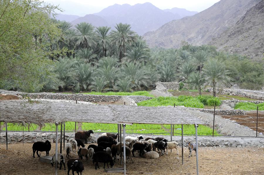 Wadi Hayl Fujairah