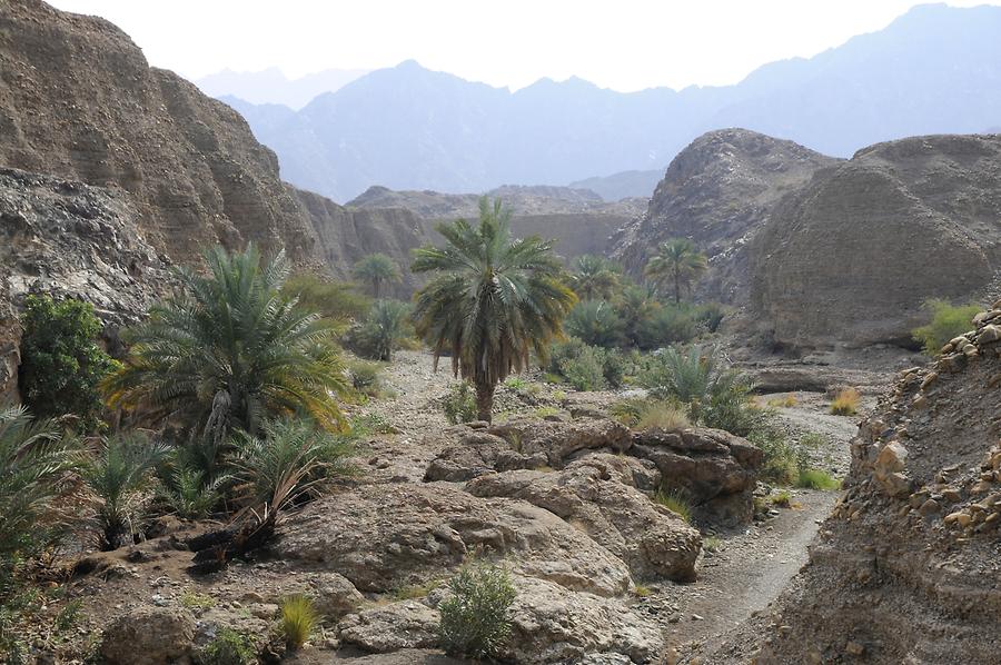 Wadi near Hatta