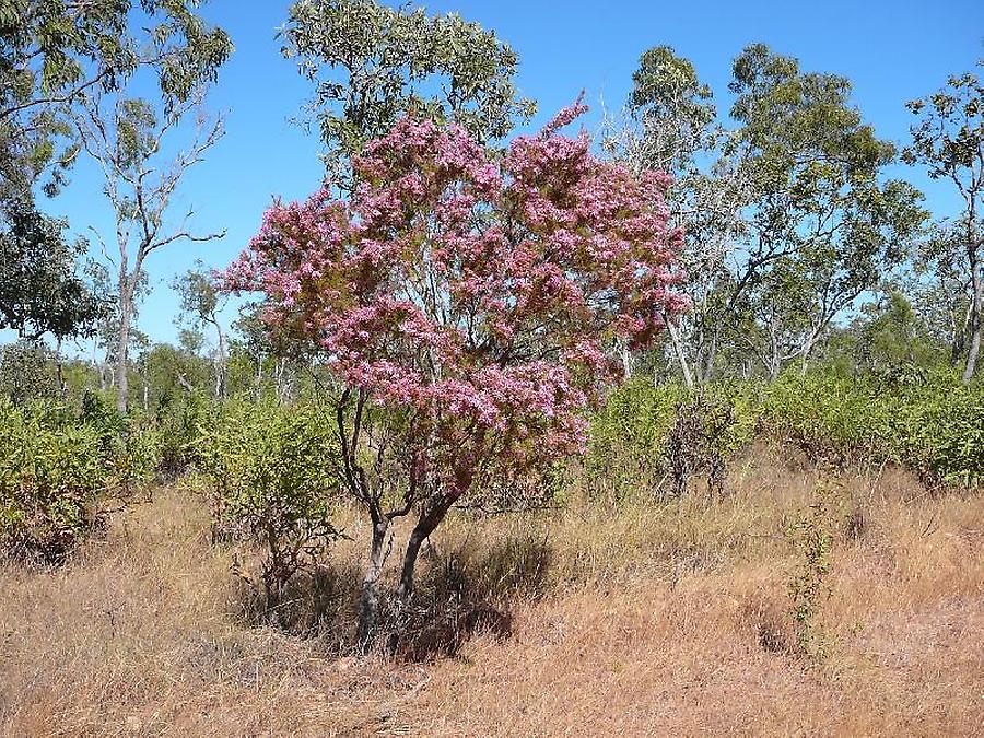 Flowering bush