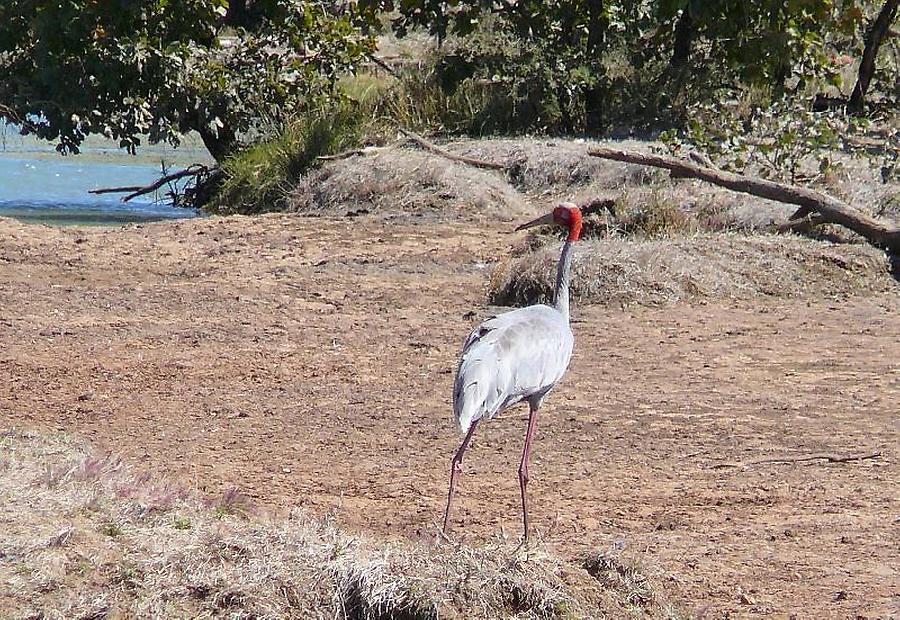 Brolga