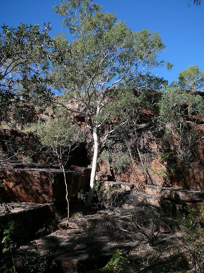 Ghost gum