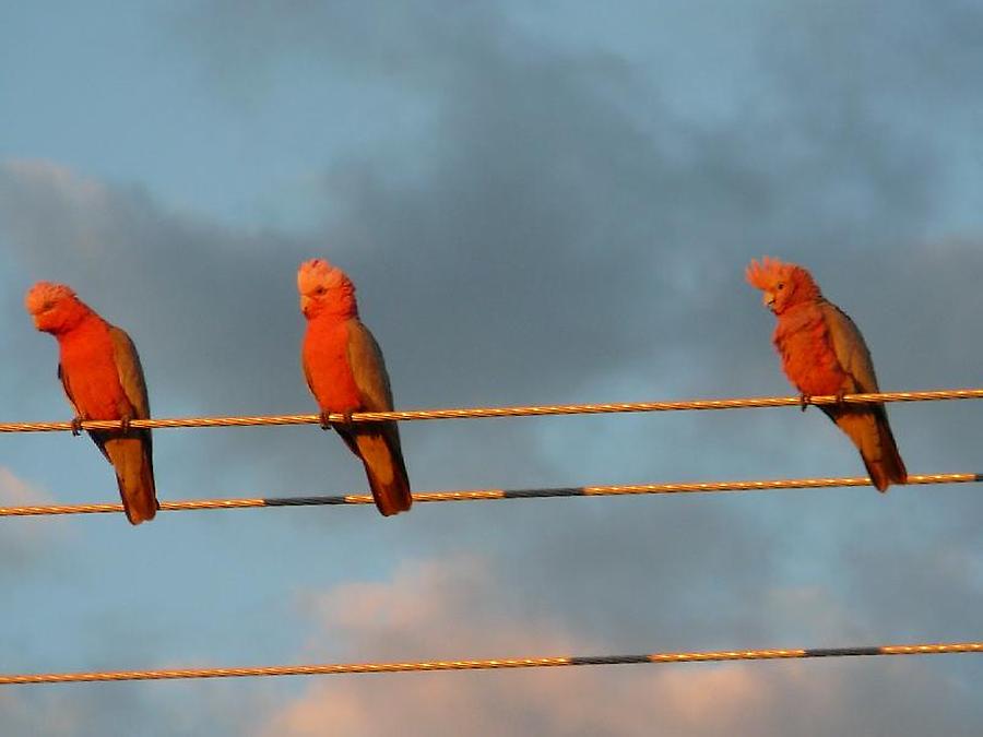 Red cockatoo