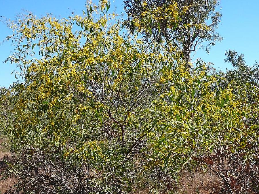 Wattle bush