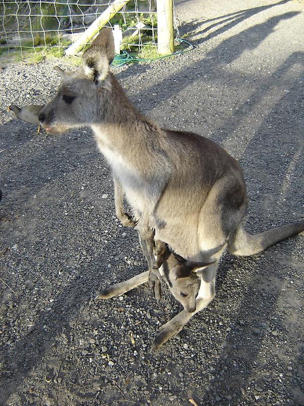 Wallabies