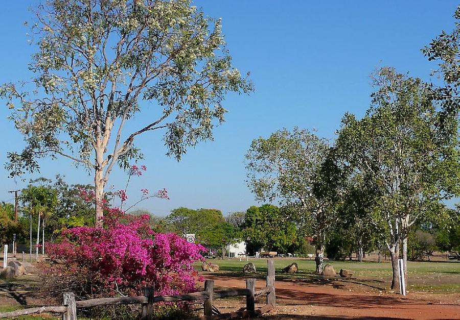 Bougainvillear