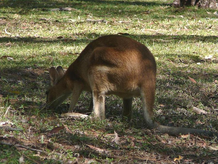 Kangaroo