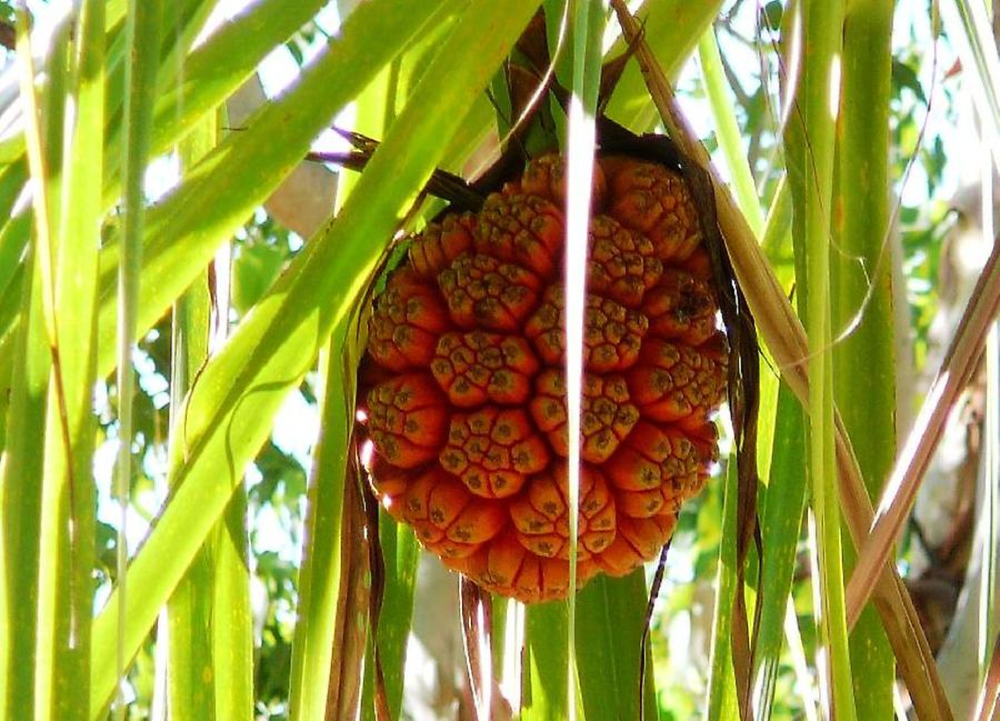 Fruit of Pandanus