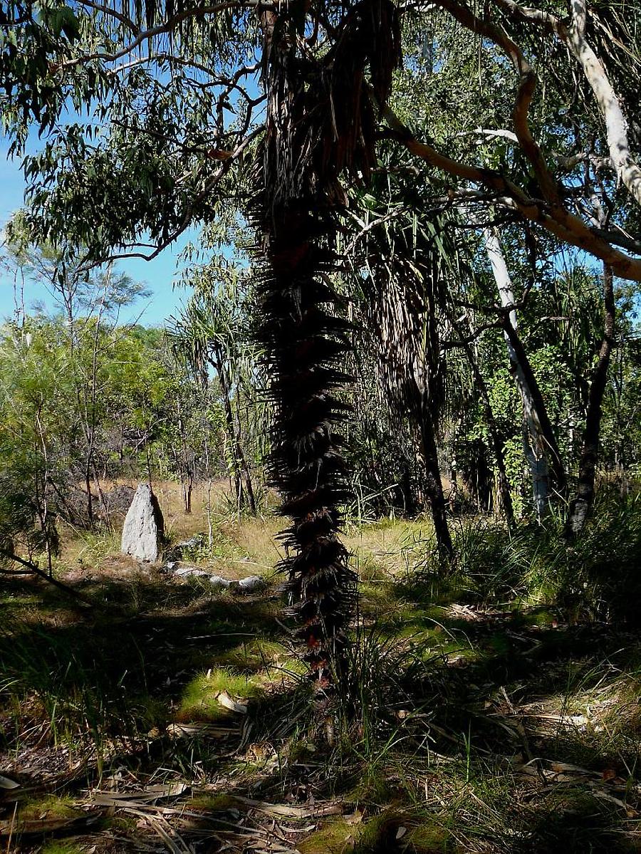 Pandanus