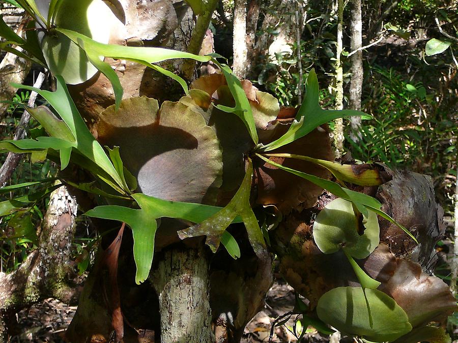 Staghorn fern