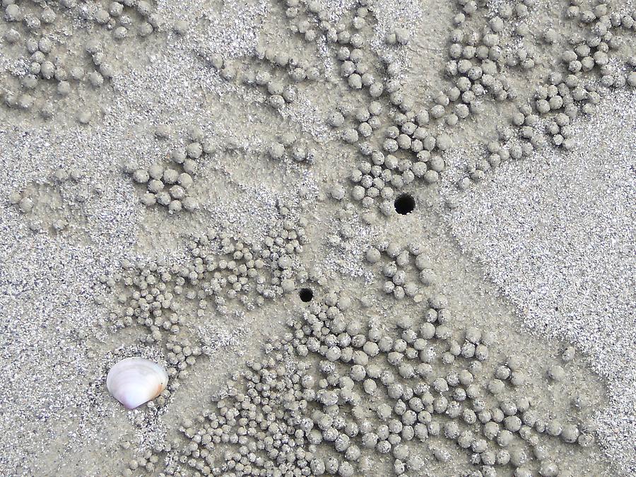 crabholes, Daintree park