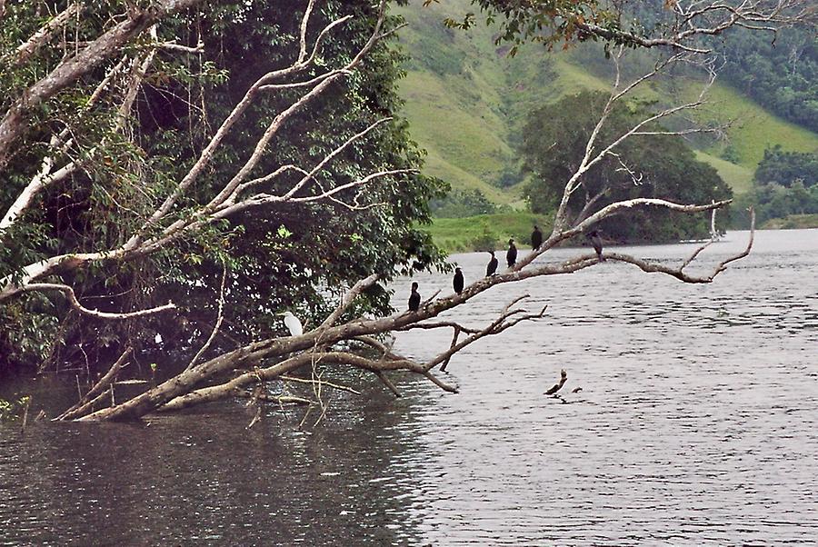 On Daintree river