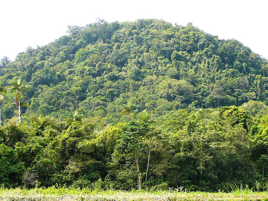 Daintree rain forest, Photo: H. Maurer, 2007