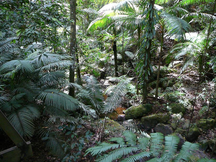 Daintree rain forest, Photo: H. Maurer, 2007