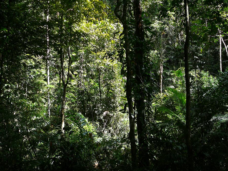 Daintree rain forest, Photo: H. Maurer, 2007