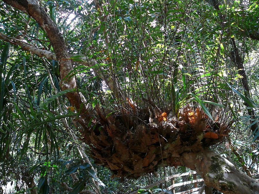 Daintree rain forest, Photo: H. Maurer, 2007