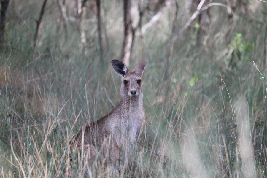 Permanent resident on Brisbie Island